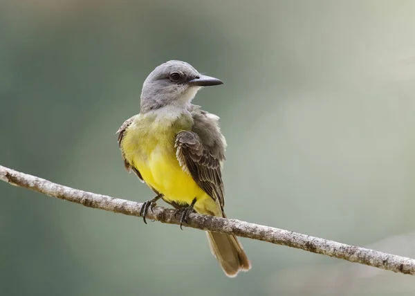 Kingbird tropical empoleirado em um ramo - Gamboa, Panamá — Fotografia de Stock