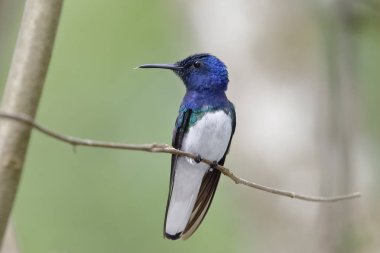 Erkek beyaz yakalı Jacobin - Gamboa, Panama