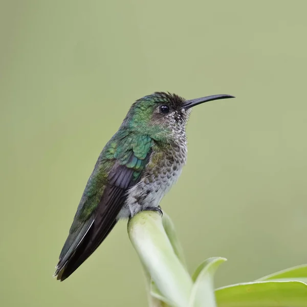 Vrouwelijke White Rondbodemkolf Jacobin - Gamboa, Panama — Stockfoto