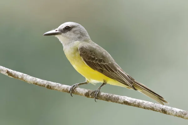 Тропическая птица (Tyrannus melancholicus), сидящая на ветке  - — стоковое фото