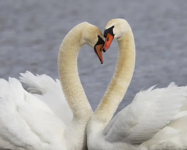 Pair of Mute Swans in Courtship Display - Michigan — Stock Photo, Image