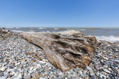 Dalgaların karaya attığı odun ve çakıl bir göl Huron Beach - Ontario, Kanada