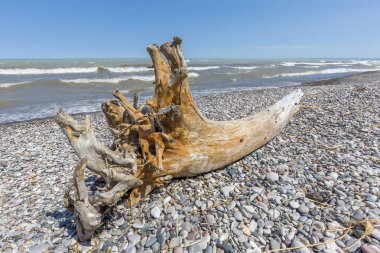 Dalgaların karaya attığı odun ve çakıl bir göl Huron Beach - Ontario, Kanada