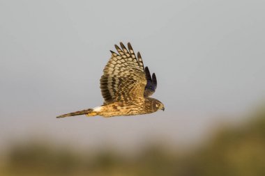Kuzey Harrier uçuş - Salton Denizi, Kaliforniya