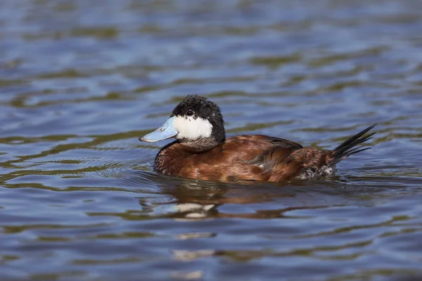Maschio Ruddy Duck - San Diego, California — Foto Stock