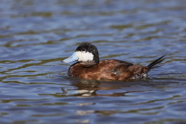 Männliche roddy ente - san diego, kalifornien — Stockfoto