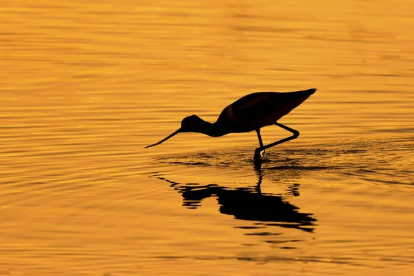 Silhouette eines amerikanischen Säbelschnäbels - Saltonmeer, Kalifornien — Stockfoto