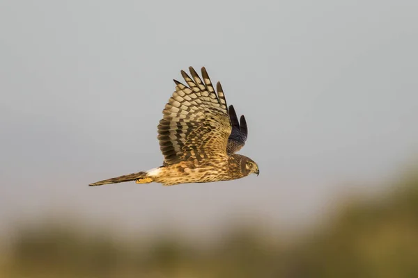 Northern Harrier v letu - Salton Sea, Kalifornie — Stock fotografie