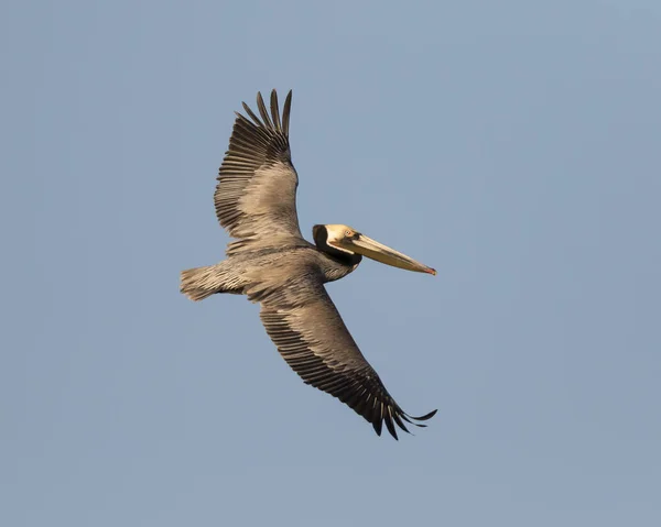 Brown Pelican in flight - Salton Sea, California — Stock Photo, Image