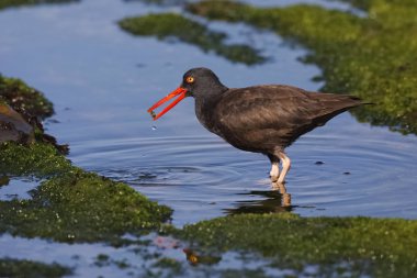 Siyah bir vantuz California gelgit havuzu yakalamak Poyraz kuşugiller