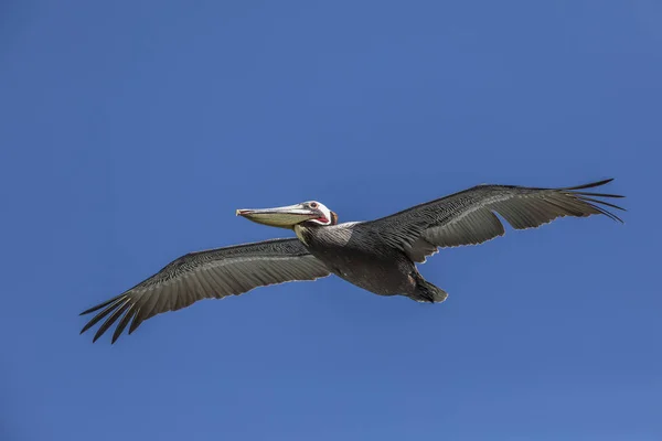 Brown Pelican in flight - La Jolla, California — Stock Photo, Image