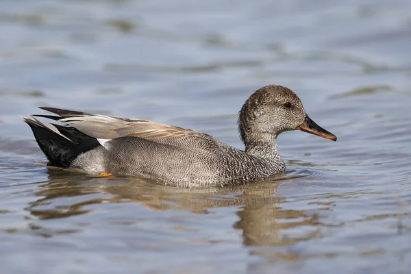 Mâle Gadwall nageant dans un lac - San Diego, Californie — Photo