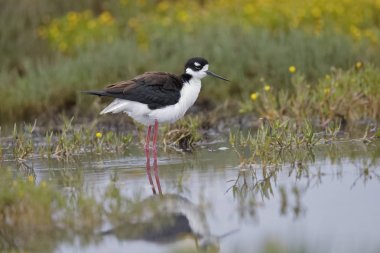 Kara boyunlu Uzunbacak sığ California havuz gölet ve göllerde 