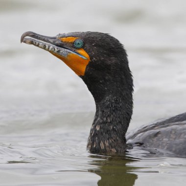Closeup Çift Tepeli karabatak - Monterey, Kaliforniya
