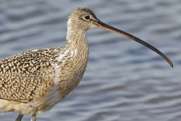 Close-up van een lange-billed Curlew - Monterey Peninsula, Californi — Stockfoto