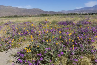 Anza-Borrego Çölü Devlet Park - Kaliforniya'da çiçeklenme çiçekler