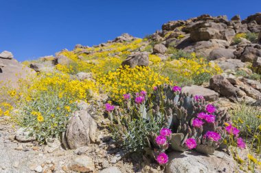 Beavertail kaktüs ve Joshua Tree National Park - Kaliforniya'da çiçeklenme çiçekler