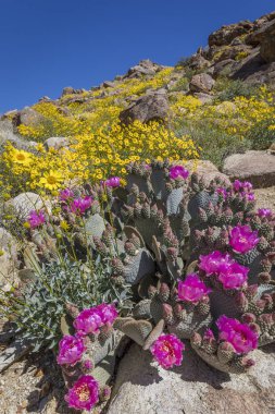 Beavertail kaktüs ve Joshua Tree National Park - Kaliforniya'da çiçeklenme çiçekler