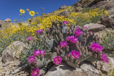 Beavertail kaktüs ve Joshua Tree National Park - Kaliforniya'da çiçeklenme çiçekler