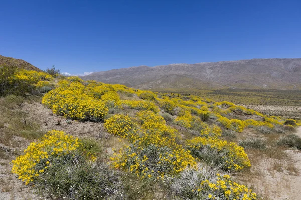 Wilde bloemen bloeien in Anza-Borrego Desert State Park - Californië — Stockfoto