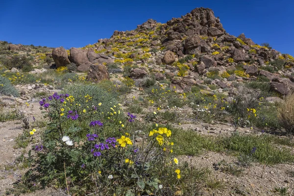 Wildblumen blühen im Joschua-Baum-Nationalpark - Kalifornien — Stockfoto