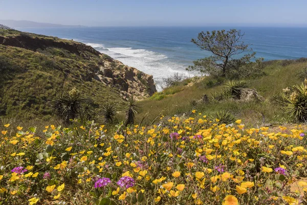 トーリー パインズ - カリフォルニアの太平洋の横に咲く野生の花 — ストック写真