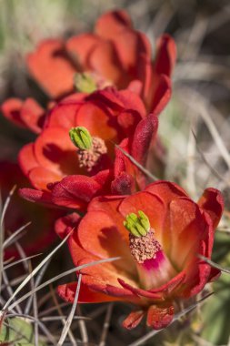 Anza-Borrego State Park, Kaliforniya'da çiçekli kirpi kaktüs