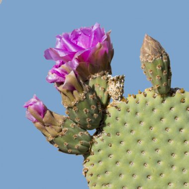 Beavertail Pricklypear kaktüs çiçek - Anza Borrego devlet Par