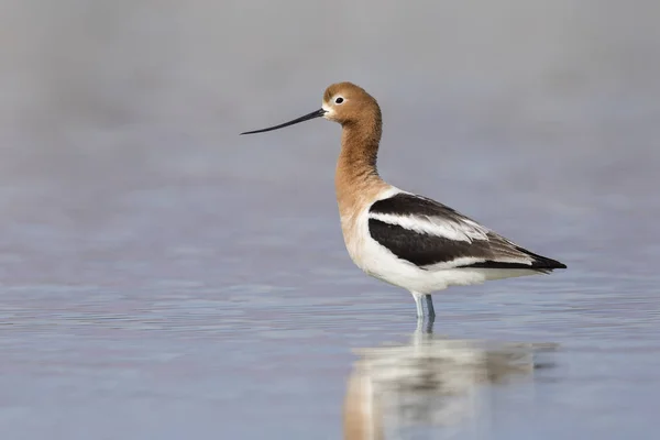 American Avocet debout dans un lac peu profond - Nevada — Photo