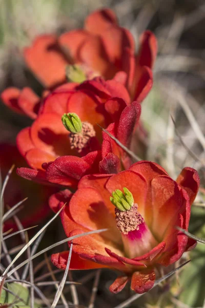 Anza-Borrego State Park, Kaliforniya'da çiçekli kirpi kaktüs