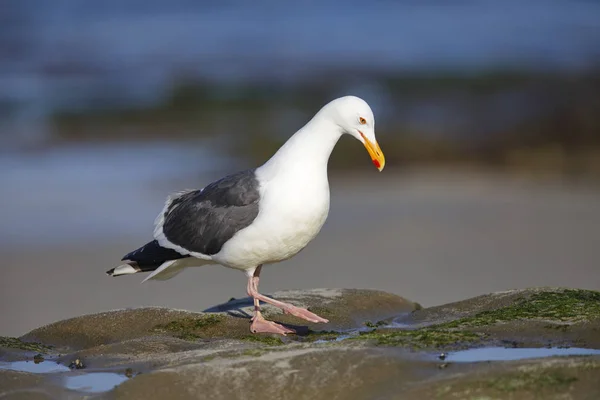 Californië meeuw foerageren in een getijde pool — Stockfoto