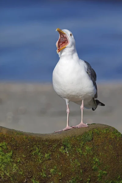 Kalifornien Gull ringer från en sten på en strand — Stockfoto