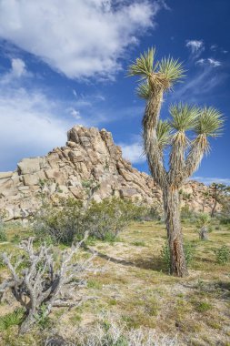 Joshua ağaçlar ve kaya oluşumları - Joshua Tree National Park, Ca