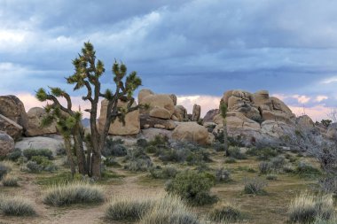 Joshua ağaçlar ve kaya oluşumları - Joshua Tree National Park, Ca