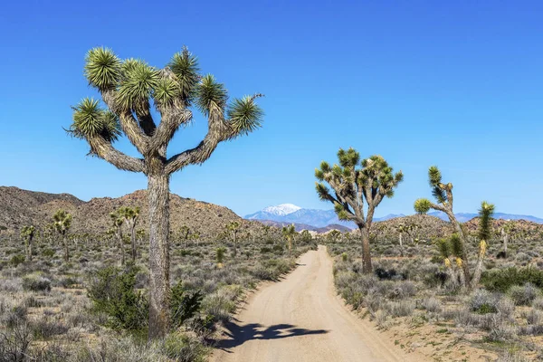 ジョシュア ツリー国立公園、カリフォルニア州の未舗装の道路 — ストック写真