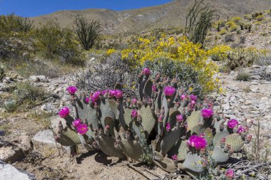 Kaktüsler ve Anza-Borrego State Park, Halife çiçek açan Wildlfowers