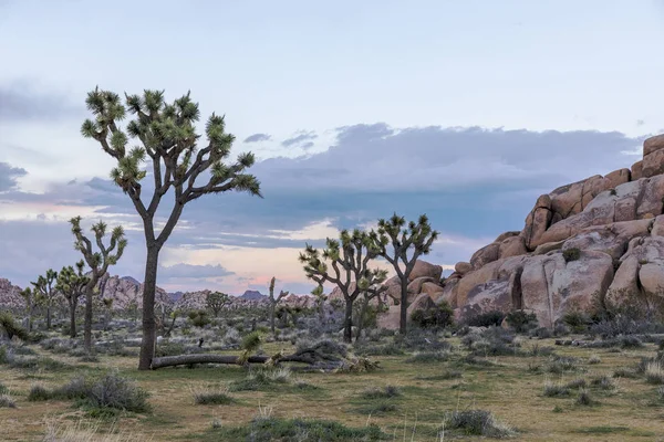 Joshua bomen groeien in de woestijn - Joshua Tree National Park, — Stockfoto