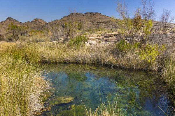 Wüste Frühling in Aschewiesen National Wildlife Refugium, Nevada — Stockfoto