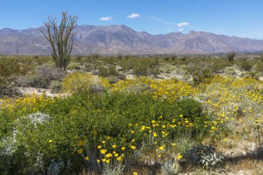Bir California Çölü'baharda çiçek açan Wildlfowers