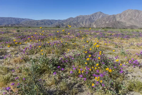 Wüste fünf Flecken und Wüste Sonnenblume blüht in einem kalifornischen d — Stockfoto