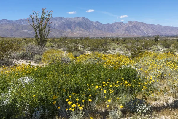 Wildblumen blühen im Frühling in einer kalifornischen Wüste — Stockfoto