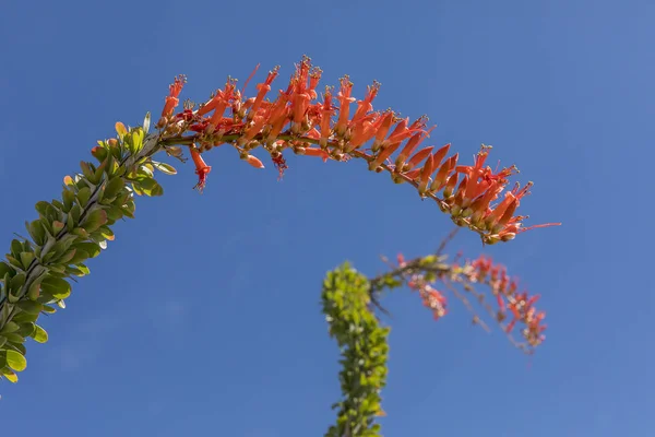 Bahar - Anza-Borrego State Park çiçek açan ocotillo — Stok fotoğraf
