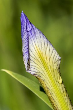 Dewdrops bir Blueflag Iris çiçek tomurcuğu üzerinde