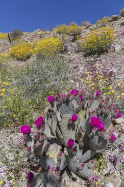 Kaktüsler ve Kaliforniya çölünde baharda çiçek açan çiçekler