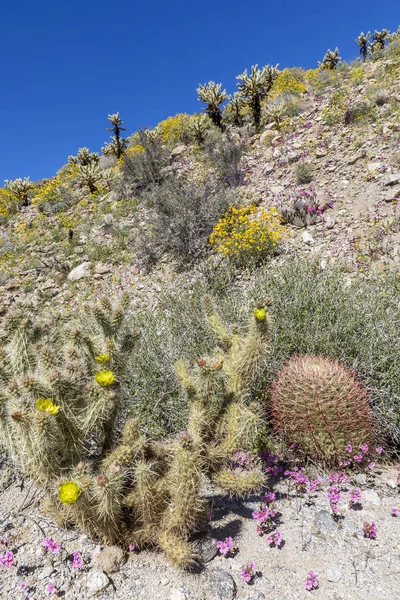 Kakteen und Wildblumen blühen in anza-borrego State Park, calif — Stockfoto