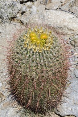 Varil Anza Borrego State Park, Kaliforniya'da çiçekli kaktüs 