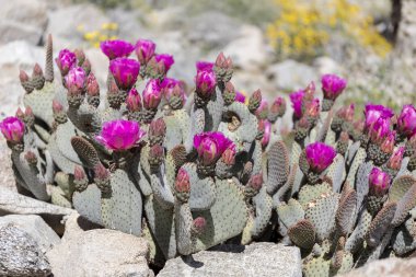 Beavertail kaktüs ve Anza-Borrego durumda çiçeklenme çiçekler
