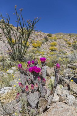 Beavertail kaktüs ve Anza-Borrego durumda çiçeklenme çiçekler