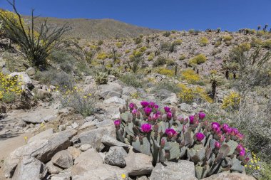 Beavertail kaktüs ve Anza-Borrego durumda çiçeklenme çiçekler