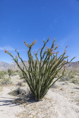 Anza-Borrego State Park, Kaliforniya'da çiçekli ocotillo